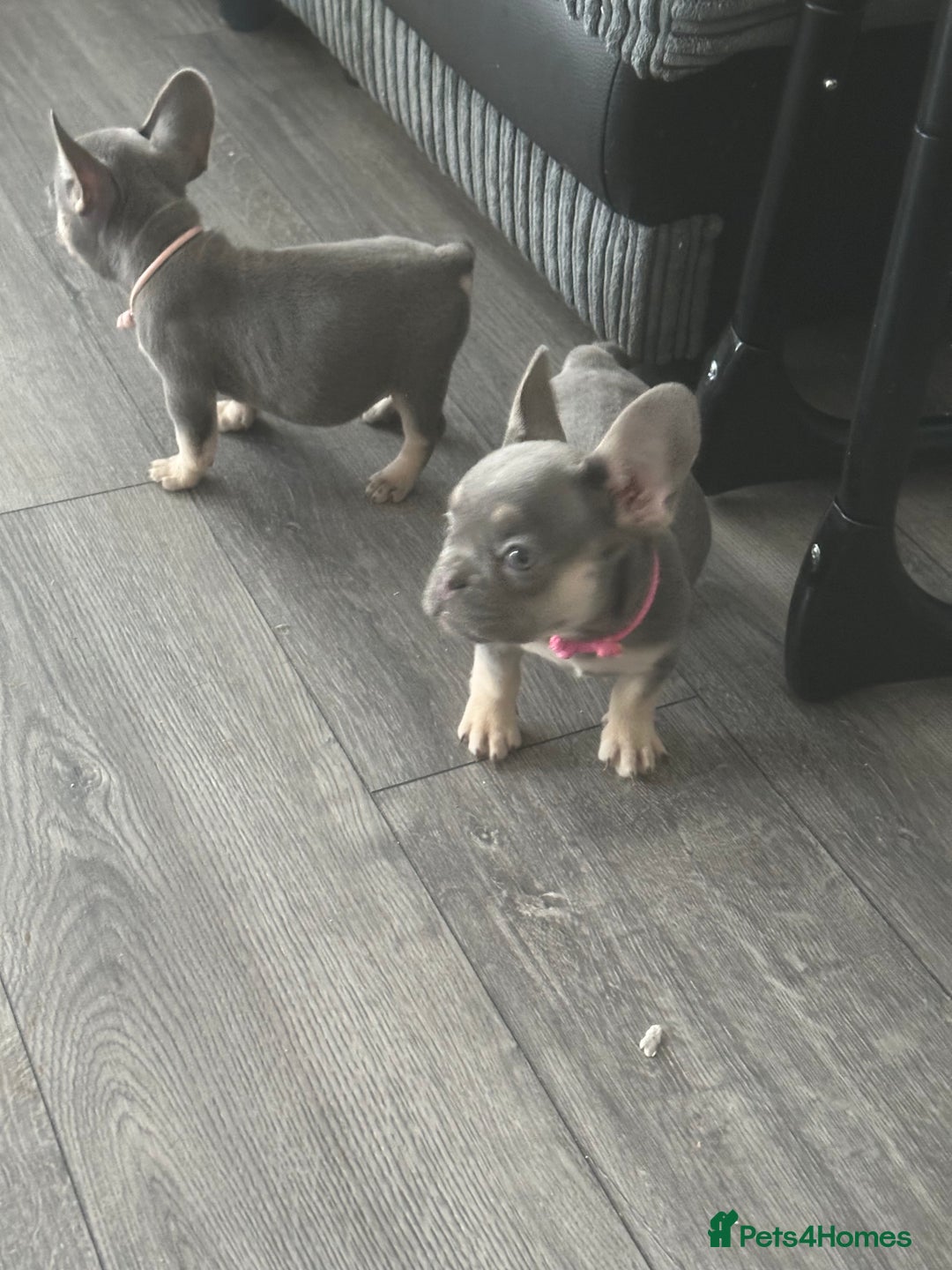 French Bulldog dogs for sale: French Bulldog Fur Babies  - Image 17