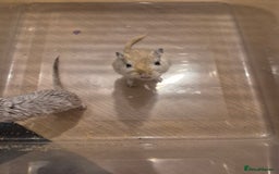Gerbil rodents for sale: 2 gerbils with cage and a few items for sale - Image 12