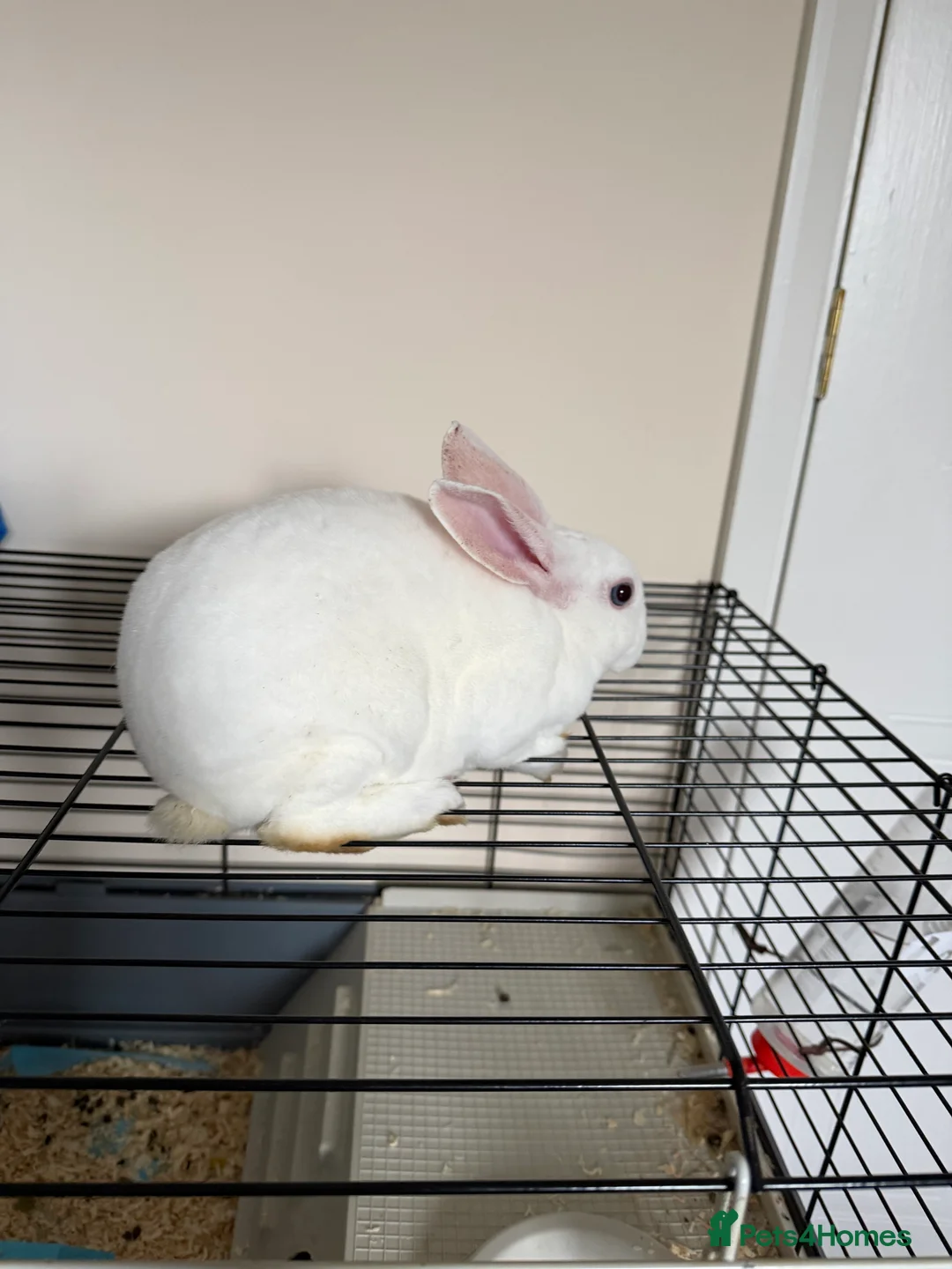 Rex rabbits for sale: 3-Month-Old Female Rabbit – Ready for a New Home in Edinburgh - Advert 2
