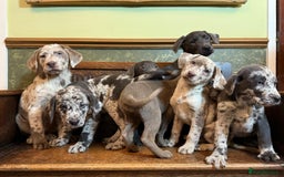 Labrador Retriever dogs for sale: Merle, Silver and Charcoal Labrador Puppies  - Image 9