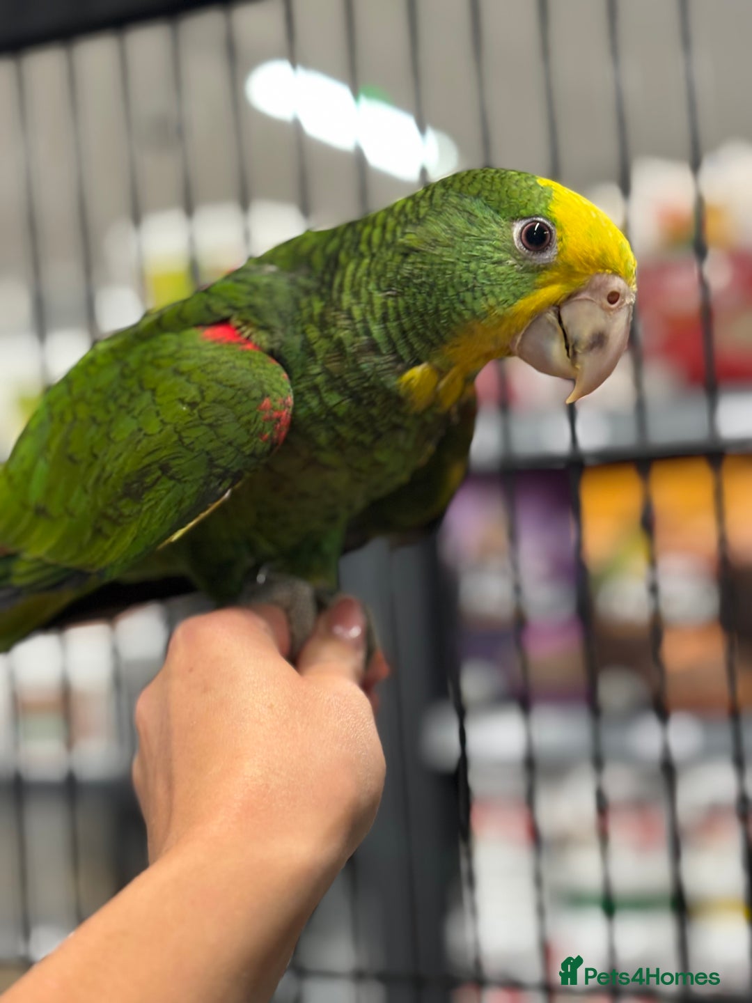 Parrots birds for sale: Stunning variety of baby handreared Amazons  - Image 10