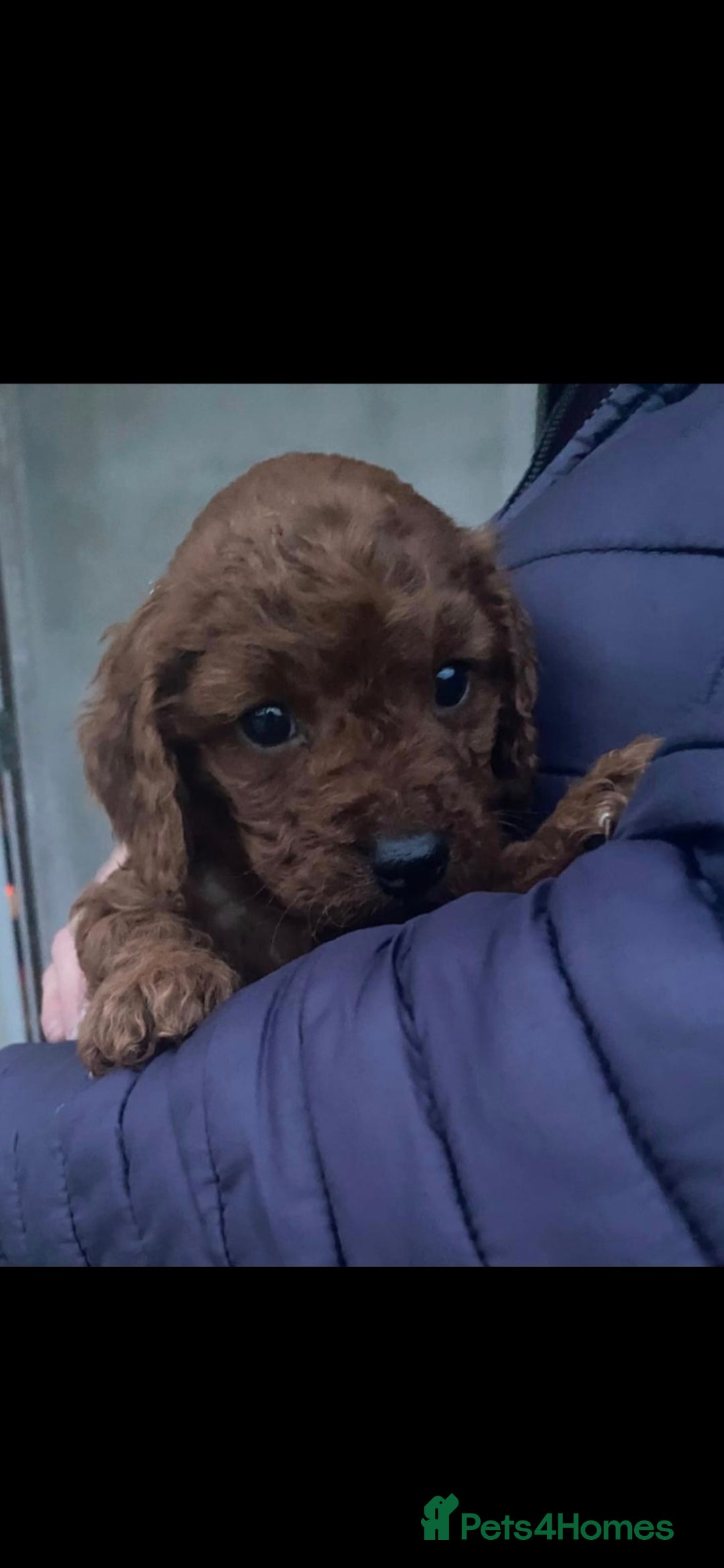 Cockapoo dogs RED F1 COCKAPOOS  - Advert 2