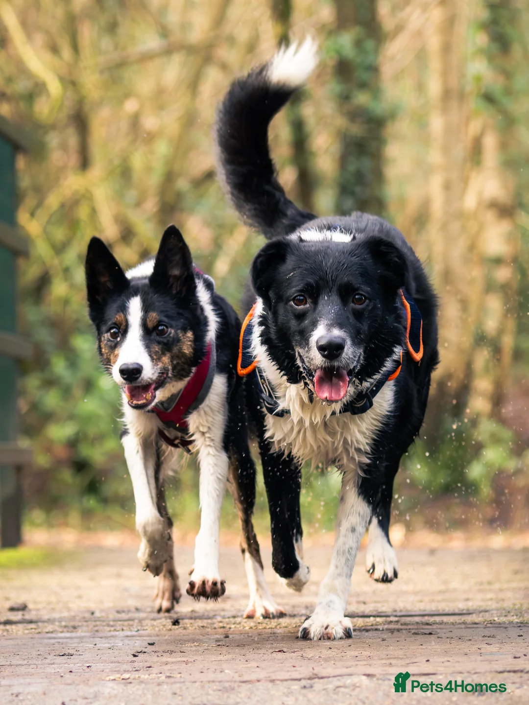 Border Collie dogs for sale: Border Collie Pups - Ellesmere Port - Advert 4