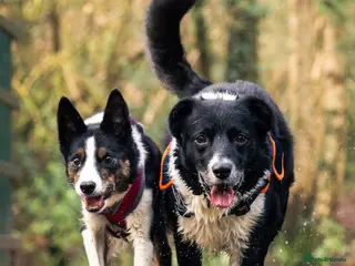 Border Collie dogs Border Collie Pups - Ellesmere Port - Advert 1