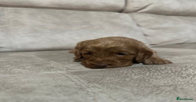 Cockapoo dogs - Advert 1