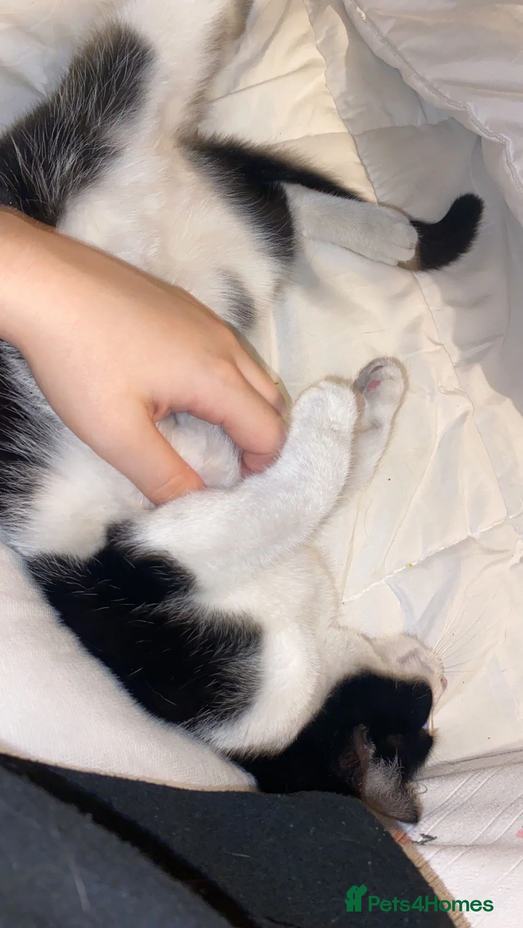 Domestic Shorthair cats for sale: Mia, 1 year old short haired domestic  - Advert 2