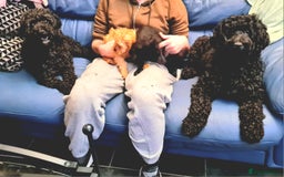 Cockapoo dogs for sale: READY TO LEAVE 4TH OF DECEMBER - Advert 11