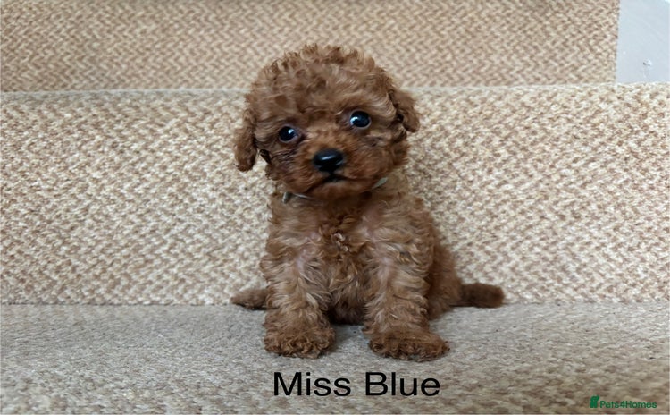 Cavapoo dogs - Advert 1