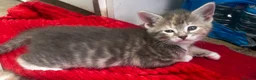 Domestic Shorthair cats for sale:     Beautiful kittens Looking for Loving Homes - Advert 10