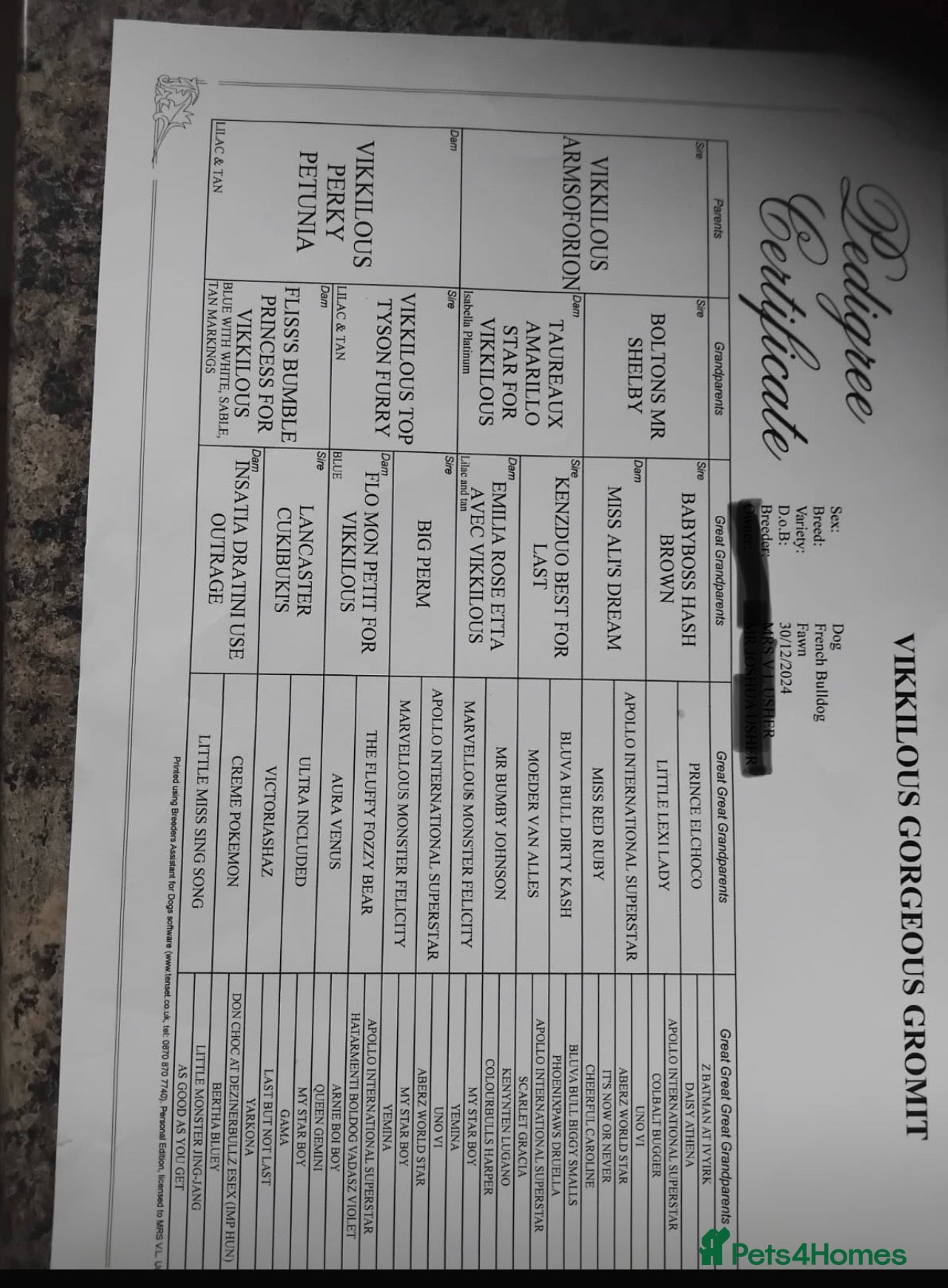 French Bulldog dogs Exotic frenchie fluffy & carriers  - Advert 2