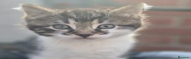 Siberian Kitten 1