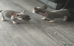 French Bulldog dogs for sale: French Bulldog Fur Babies  - Image 15