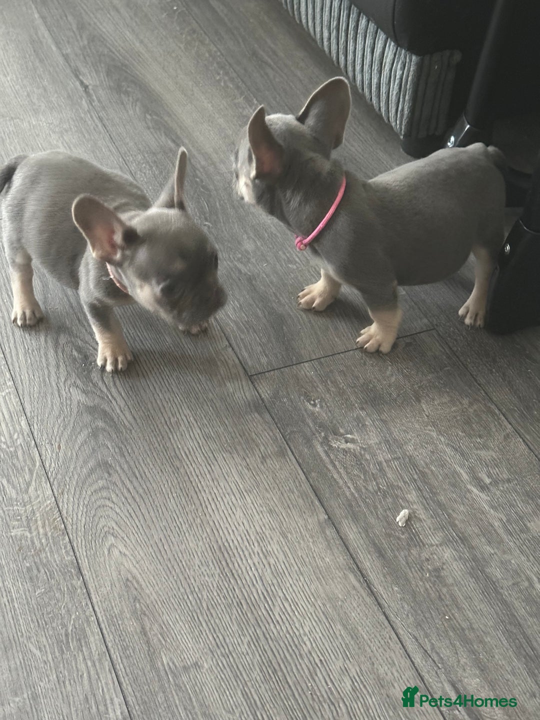French Bulldog dogs for sale: French Bulldog Fur Babies  - Image 15