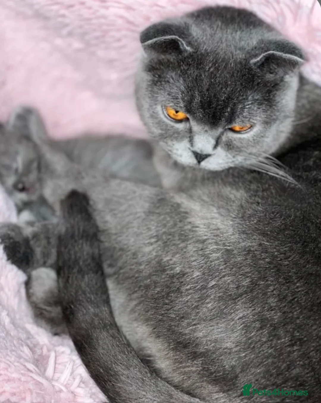British Shorthair cats for sale: Scottish fold X British shorthair female kitten - Advert 10
