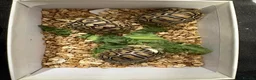 Tortoise reptiles for sale: Leopard tortoise baby’s  - Advert 8