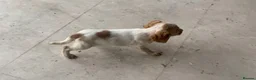 Cocker Spaniel dogs for sale: Beautiful Roan pups  - Advert 17