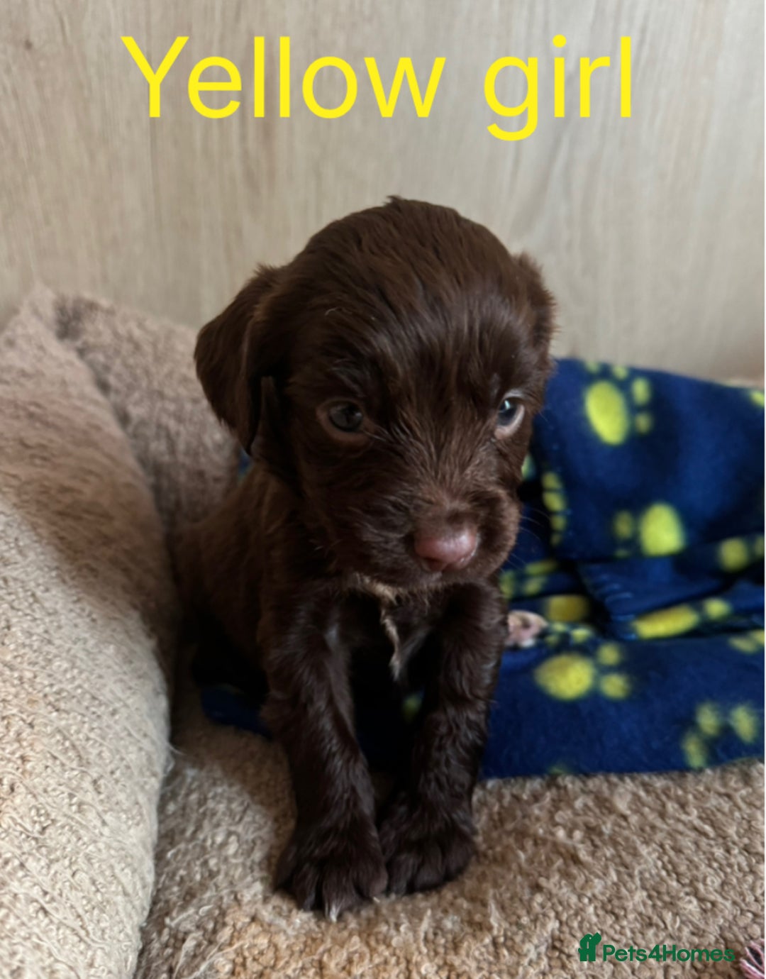 Sprocker dogs for sale: 5 F1 sprocker pups beautiful chocolate and white - Advert 8