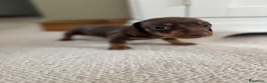 Miniature Dachshund 1