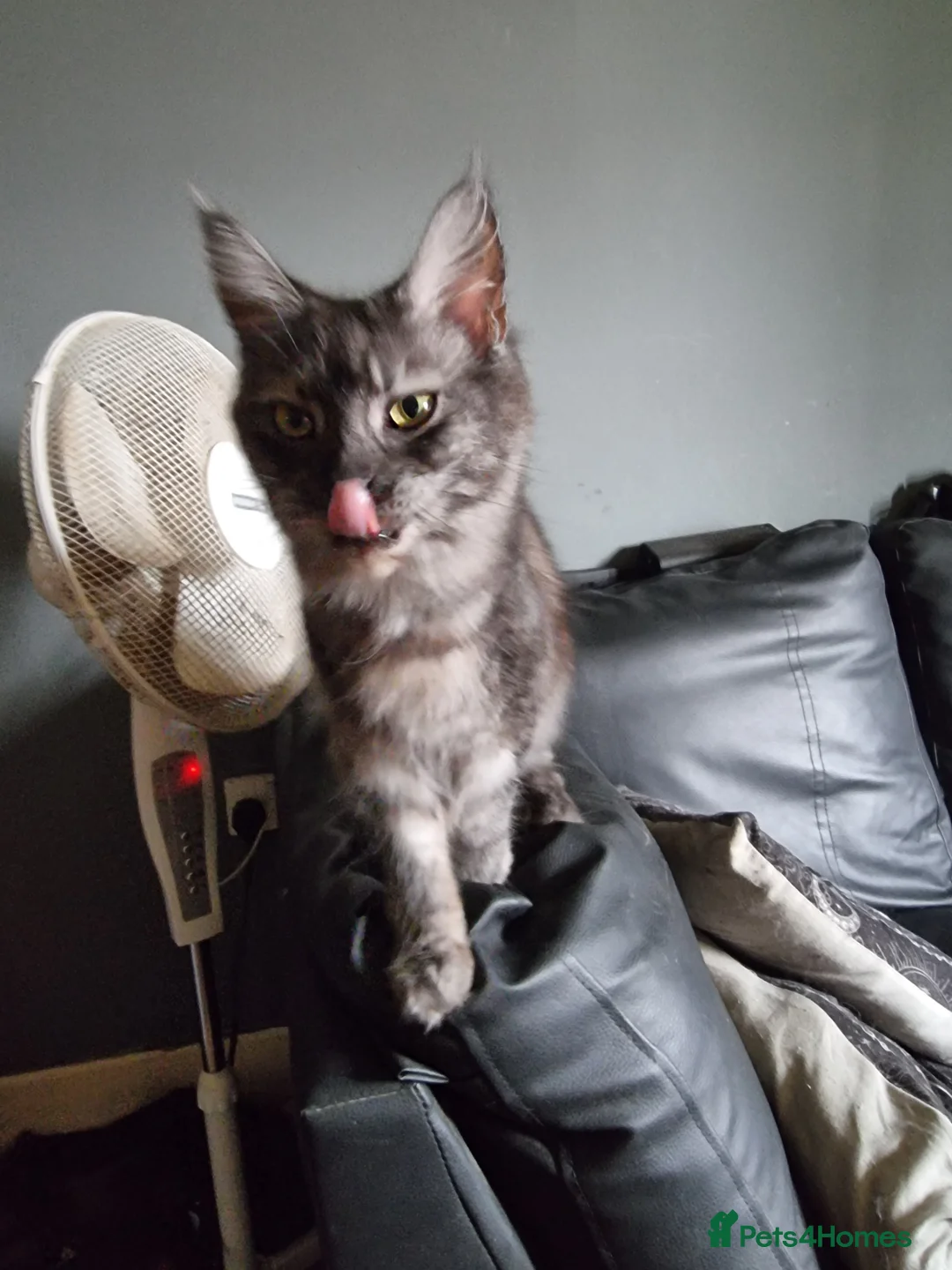 Maine Coon cats for sale: 3 Beautiful Maine Coon Boys - Advert 6