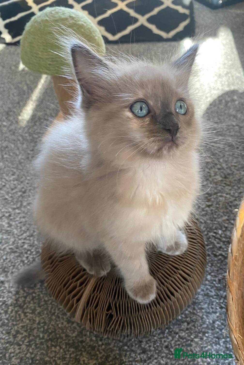 Ragdoll cats Pedigree TICA Cherubim Ragdolls - Advert 2
