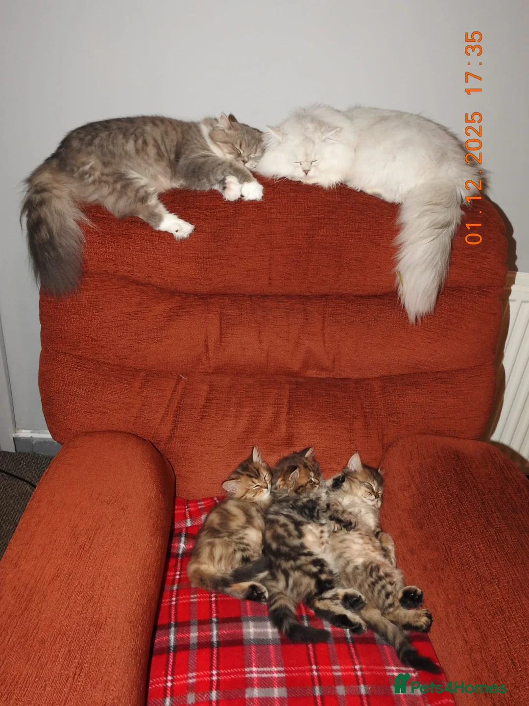 Mixed Breed cats for sale: 3 Persian & British Long hair kitten - Advert 1