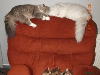 Mixed Breed cats 3 Persian & British Long hair kitten - Advert 1