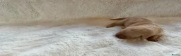 Labrador Retriever dogs for sale: DNA tested KC reg Labrador puppies - Advert 24