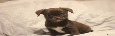 Chihuahua Puppy 2