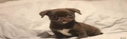 Chihuahua dogs for sale: KC Registered Quality Chihuahua puppies  - Advert 9