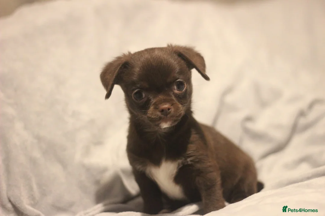 Chihuahua dogs for sale: KC Registered Quality Chihuahua puppies  - Advert 9
