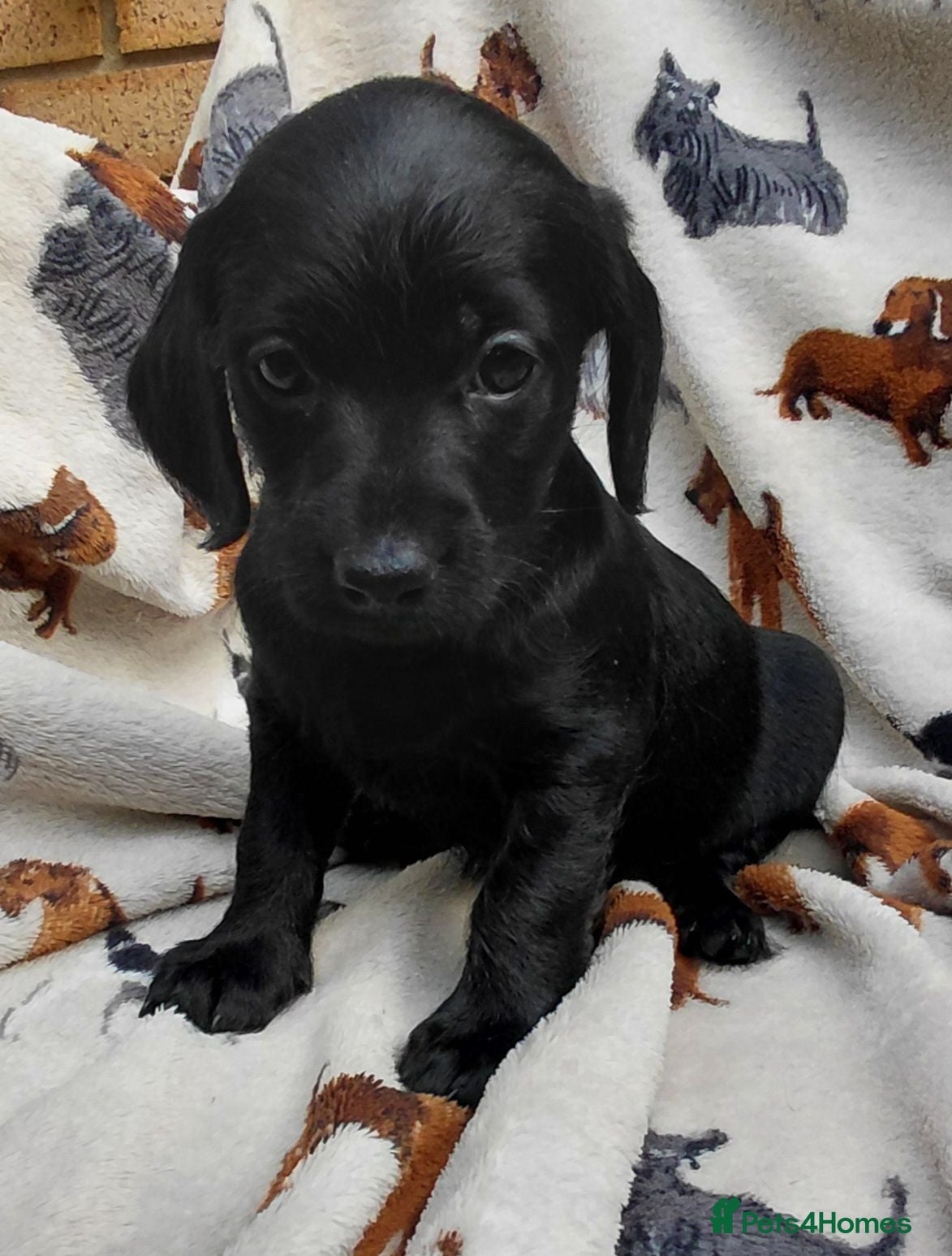 Doxiepoo dogs Doxiepoo f1 black girl - Advert 2