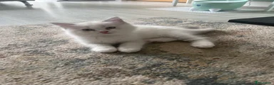 Ragdoll 1