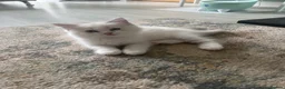 Ragdoll cats for sale: 8 gorgeous ragdoll kittens for sale - Advert 9