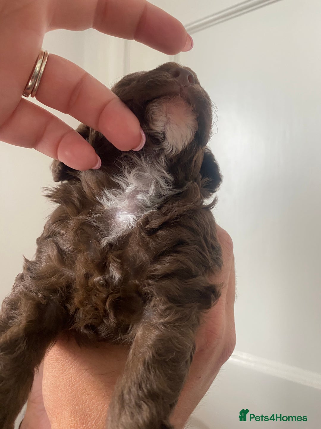 Cavapoo dogs for sale: Beautiful F1b Cavapoo girl  - Image 8