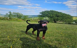 Dobermann dogs for stud: 💥 Proven Stud Available – Cerberus 💥 in Swansea - Image 2