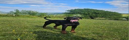 Dobermann dogs for stud: 💥 Proven Stud Available – Cerberus 💥 in Swansea - Advert 2
