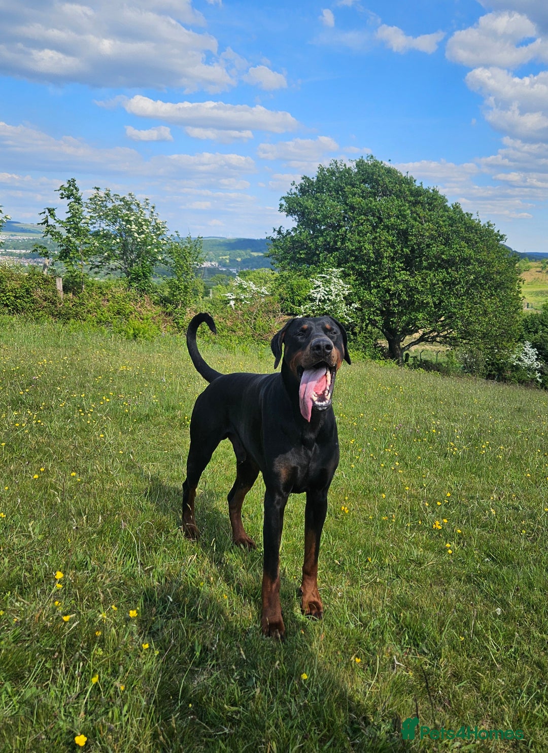 Dobermann dogs for stud: 💥 Proven Stud Available – Cerberus 💥 in Swansea - Image 2