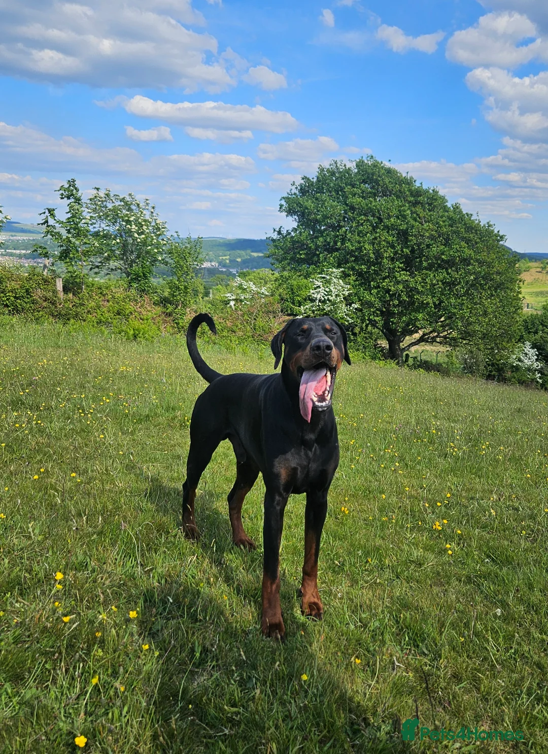 Dobermann dogs for stud: 💥 Proven Stud Available – Cerberus 💥 in Swansea - Advert 2