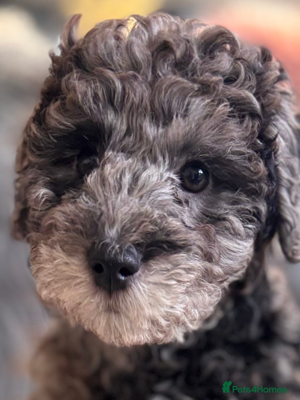 Mixed Breed dogs Smaller sized toy x mini poodle puppies  - Advert 11