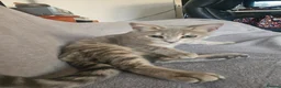 Bengal cats for sale: Stunning Snow Lynx Female Bengal  in Reading - Advert 18