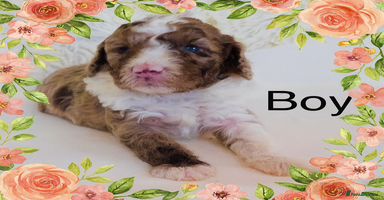 Cockapoo dogs REDUCED DNA TESTED Last 2 boys  Ready 25th Nov - Advert 5