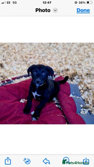 Borador dogs for sale: Gorgeous Borderdor Pups - Advert 1