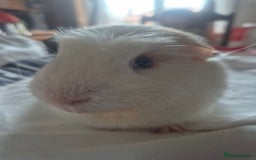 Guinea Pig rodents for sale: 2 x male guinea pigs. Bonded brothers - Image 2