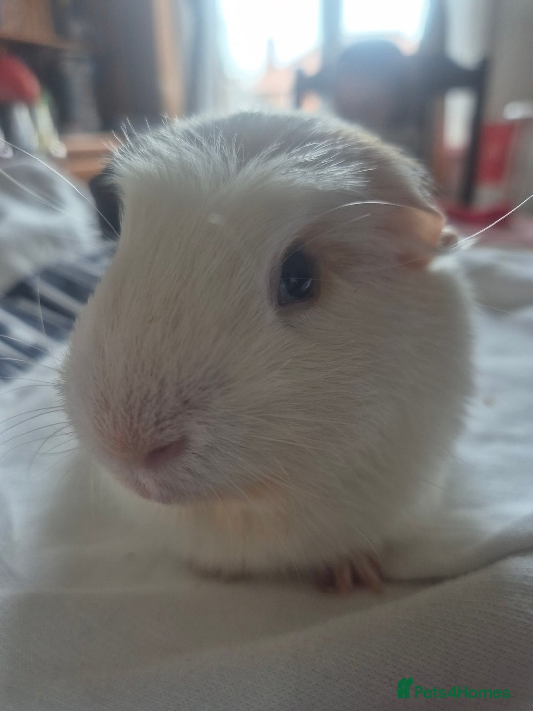 Guinea Pig rodents for sale: 2 x male guinea pigs. Bonded brothers - Image 2