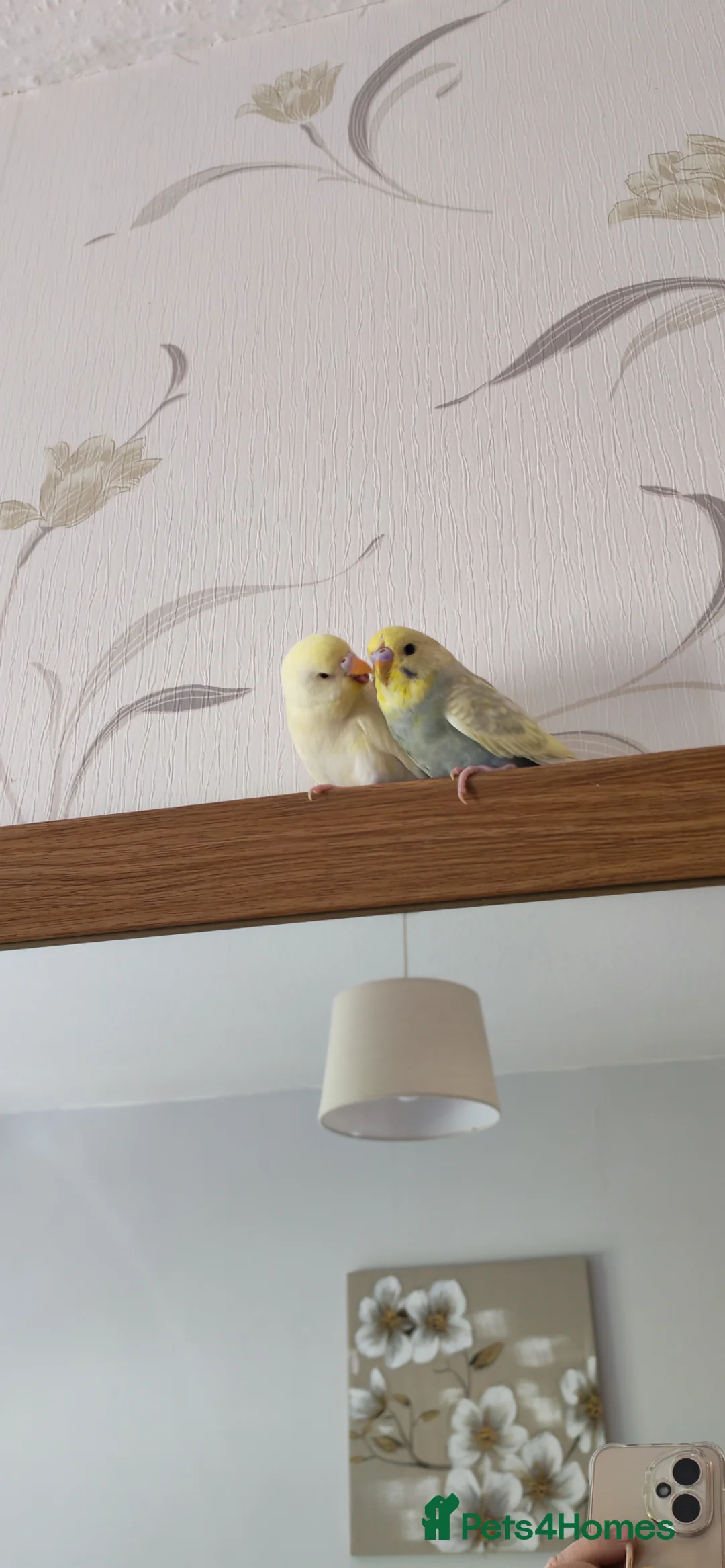 Budgerigars birds for sale: 2 young budgies - Advert 6