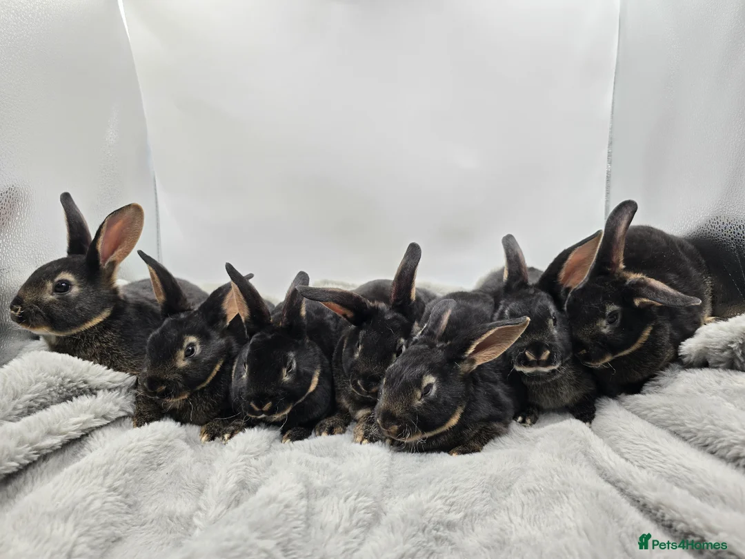 Rex rabbits for sale: Showline Black Otter Standard Rex - Advert 1