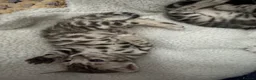 Bengal cats for sale: TICA registered health tested show quality bengals - Advert 3