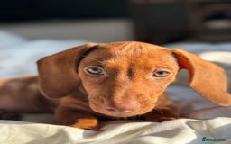 Dachshund dogs for sale: Beautiful puppies of standard dachshund  - Image 11