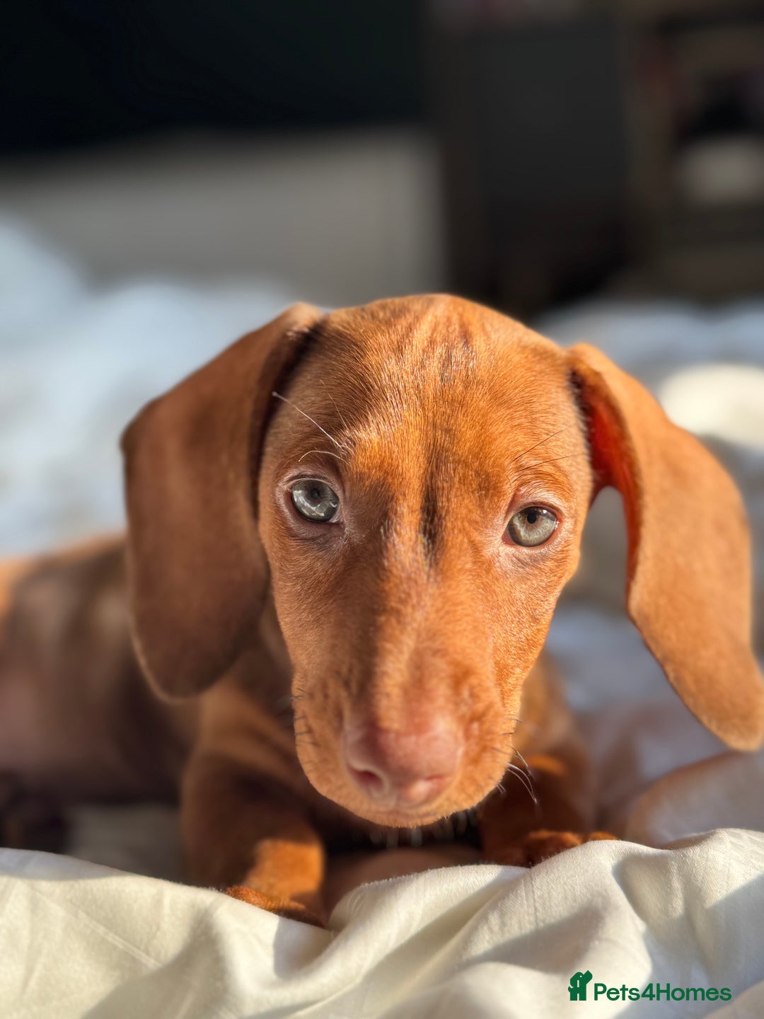 Dachshund dogs for sale: Beautiful puppies of standard dachshund  - Image 11