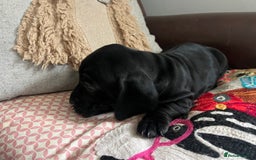 Mixed Breed dogs for sale: Cutest Standard Dachshund x Cocker Puppies - Image 4